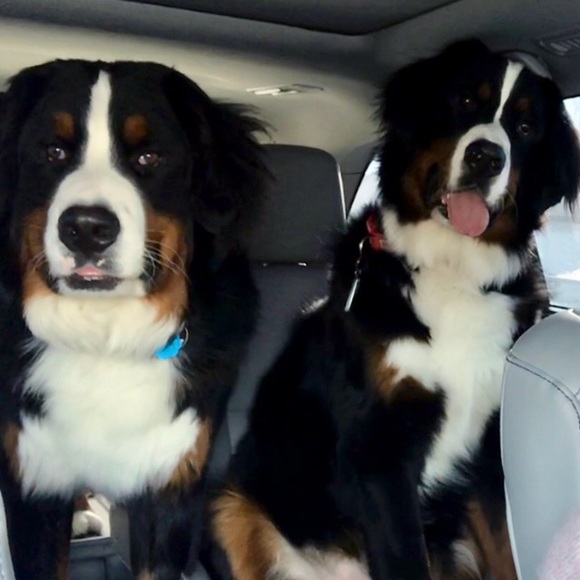 Meet your Posher, Julie - Picture 2 of 2